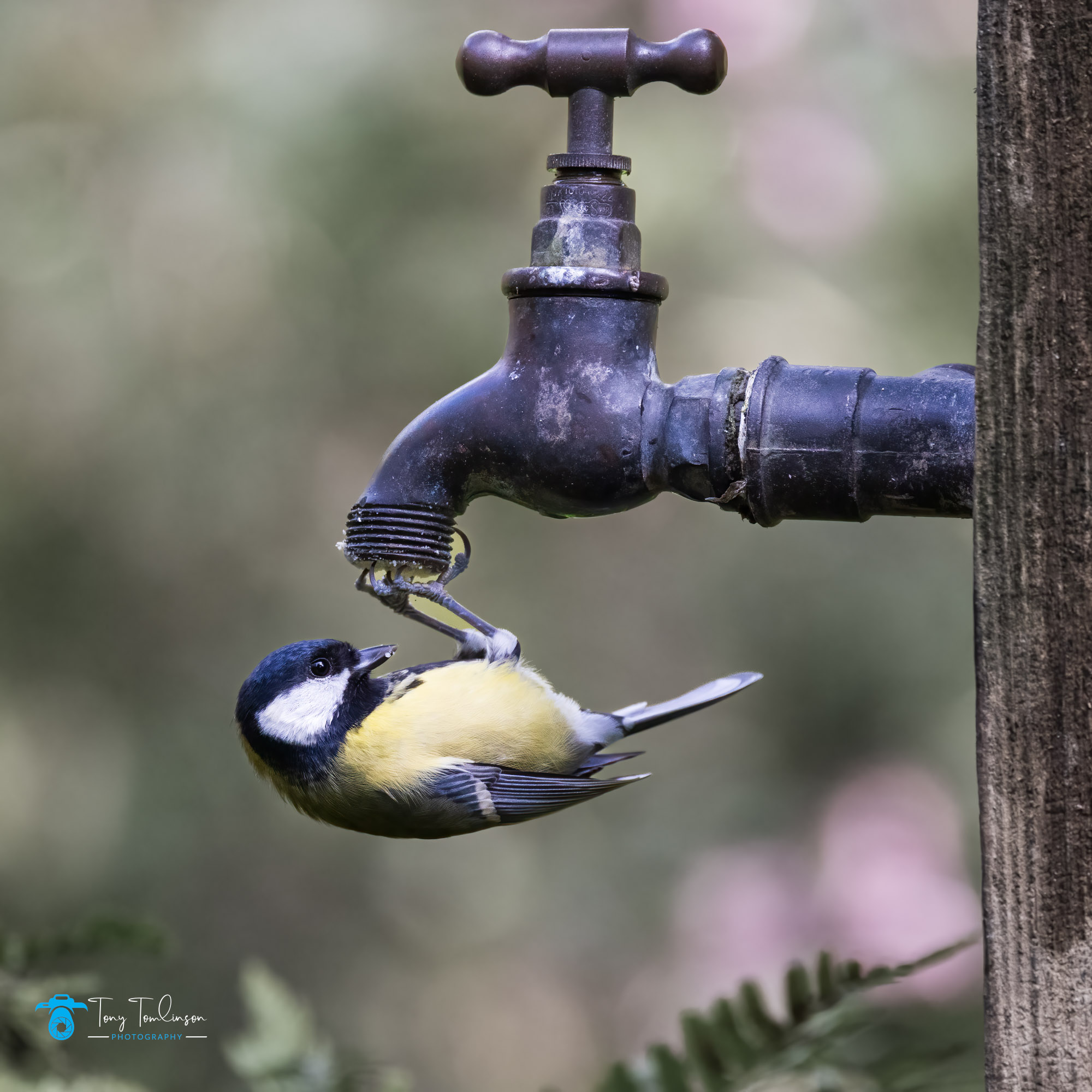 A visit to the Cumbria Woodland Photography Hide – Tony Tomlinson ...