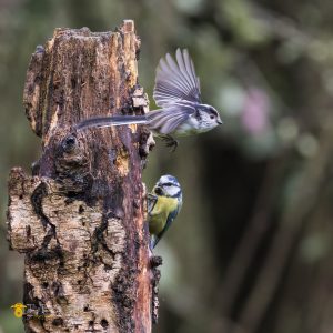 tony-tomlinson-photography-long-tailed-tit-and-blue-tit