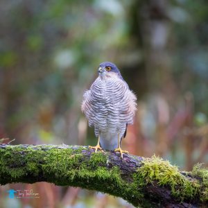 tony-tomlinson-photography-sparrow-hawk