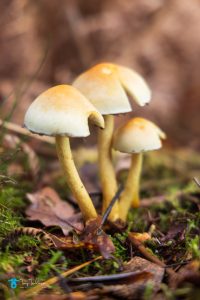 Fungi hidden on the floor of the woods on Grange Fell in Borrowdale. tony-tomlinson-photography