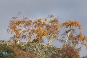 Silver Birch trees on a ridge line on Grange Fell in Borrowdale, dressed in golden brown Autumnal coloured leaves. tony-tomlinson -photography
