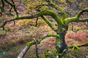 Knurled trees on Grange Fell in Borrowdale, dressed in golden brown Autumnal coloured leaves. tony-tomlinson -photography