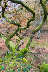 A tree with what appears to be three trunks.tony-tomlinson -photography