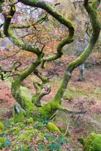 A tree with what appears to be three trunks. tony-tomlinson -photography