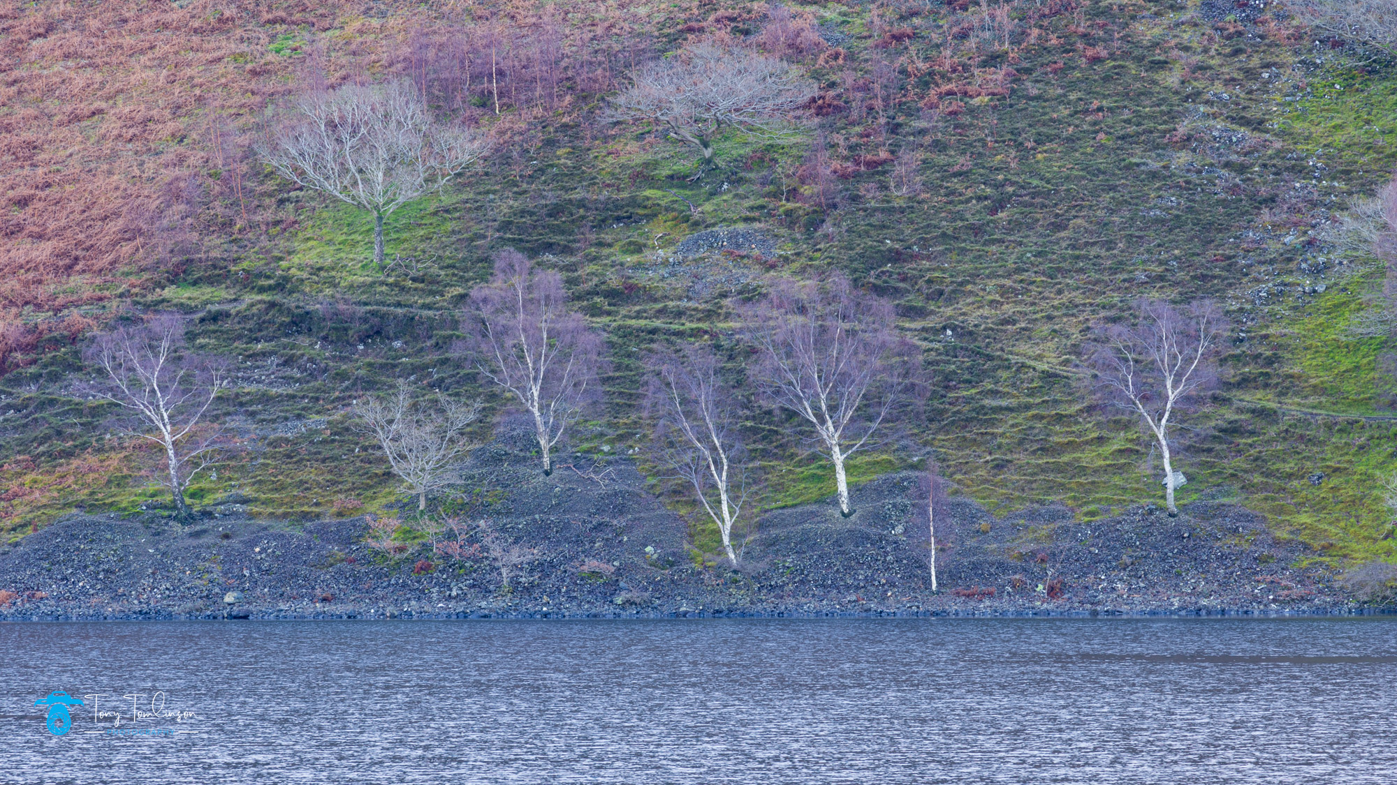 tony-tomlinson-photography-wastwater-wasdale-lake-winter-landscape, lake district, mountains, sunrise, birch trees, 