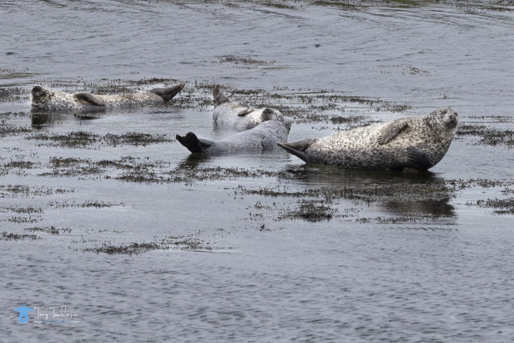 tony-tomlinson-photography, seals-on-the-rocks, Isle-of-Harris-and-Lewis, 