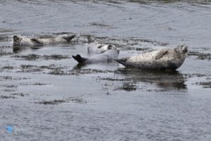 tony-tomlinson-photography, seals-on-the-rocks, Isle-of-Harris-and-Lewis,