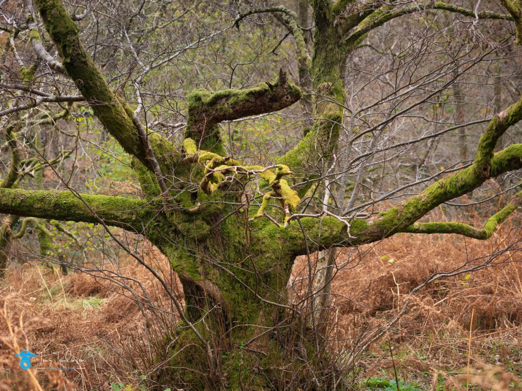 Autumn, Borrowdale-Valley, Cumbria, Grange, Lake District, Landscape, tony-tomlinson-photography, UK, Woodland