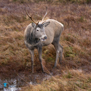 Glencoe, red-dear, Scotland, Scottish Highlands, tony-tomlinson-photography, Wildlife, winter