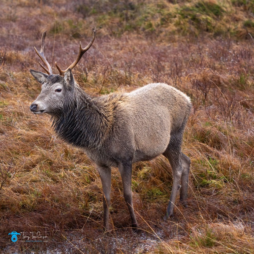 Glencoe, red-dear, Scotland, Scottish Highlands, tony-tomlinson-photography, Wildlife, winter