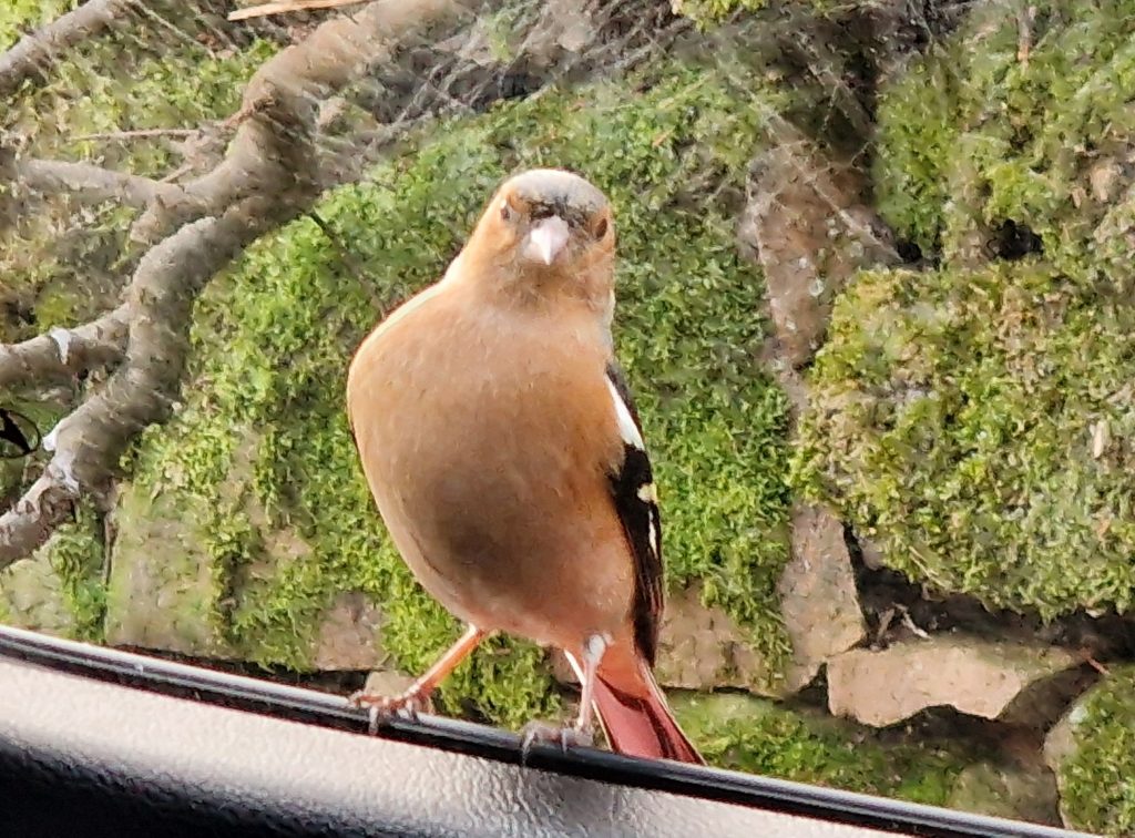 Chaffinch, tony-tomlinson-photography