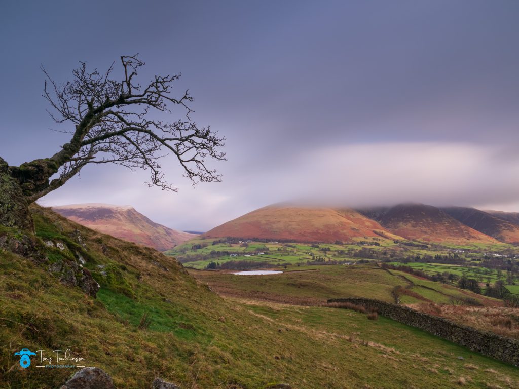 Tewet-Tarn, Blencathra, lone-tree, tony-tomlinson-photography