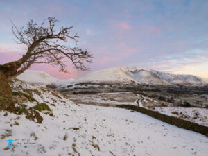 Blencathra, Cumbria, Lake District, Landscape, Lone Tree, snow, sunrise, Tewet Tarn, tony-tomlinson-photography, UK, winter