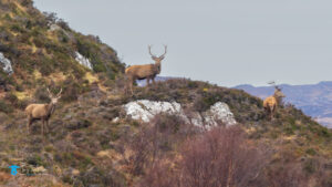 Assynt, Bridge, Kylesku Bridge, Landscape, red dear, Scotland, Scottish Highlands, tony-tomlinson-photography, Wildlife, winter