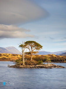 Assynt, Island, Landscape, Loch Assynt, Scotland, Scottish Highlands, tony-tomlinson-photography, trees, winter