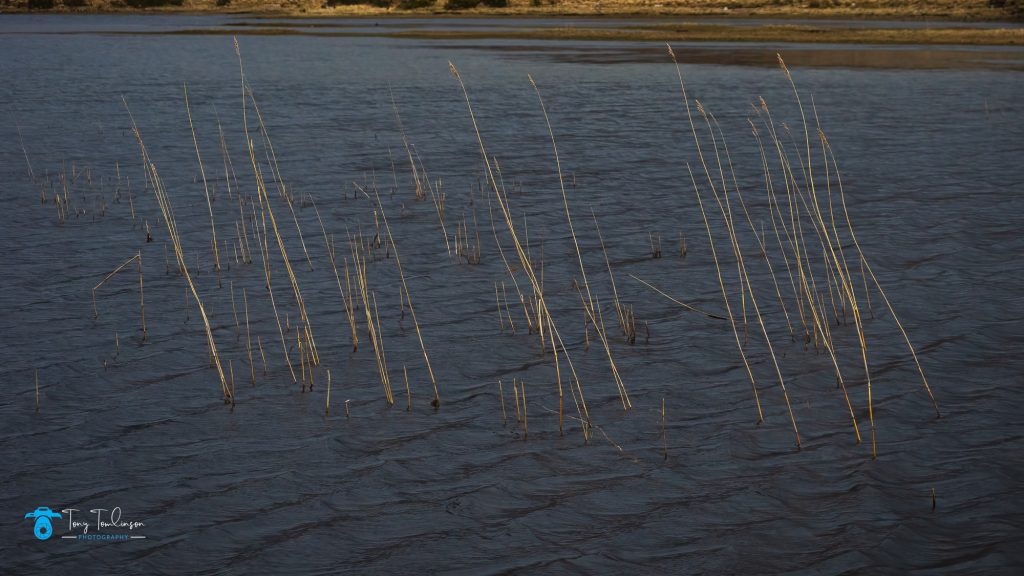 Loch-Stack, Reeds, Assynt, Scotland, tony-tomlinson-photography