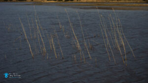 Assynt, Landscape, Loch, Loch Stack, Mountains, reeds, Scotland, Scottish Highlands, tony-tomlinson-photography