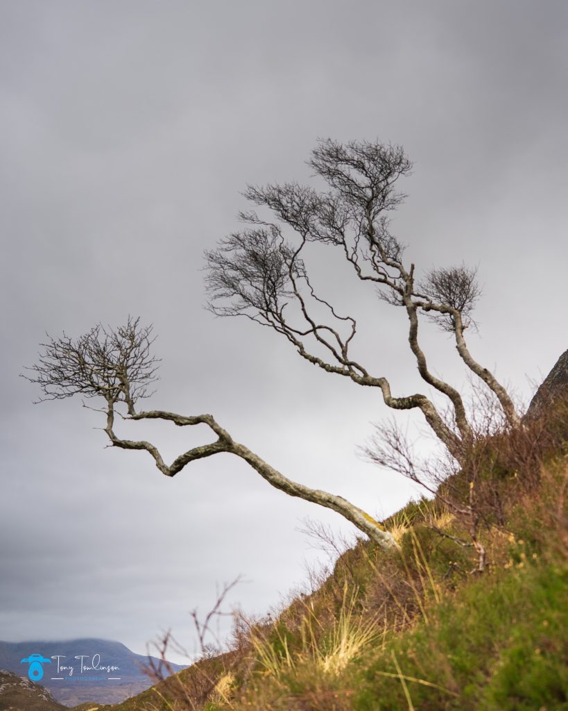 Loch-Stack, Trees, Assynt, Scotland, tony-tomlinson-photography
