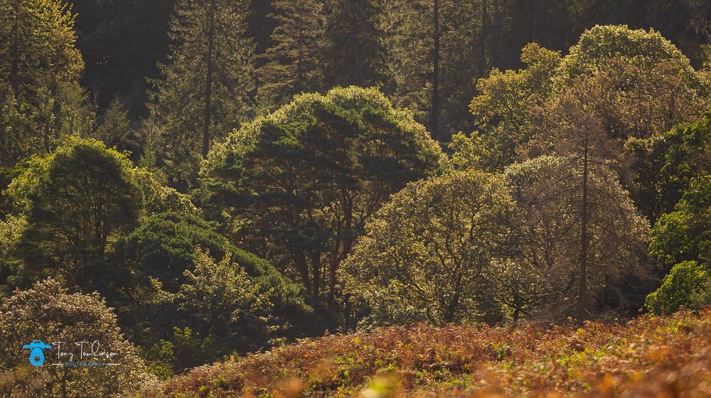 Autumn, back-light, Cumbria, lake-district, Landscape, lowswater, sunrise, tony-tomlinson-photography, trees, UK