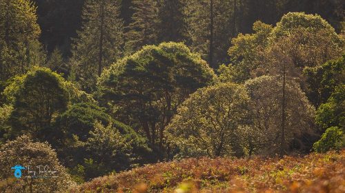 Autumn, back-light, Cumbria, lake-district, Landscape, lowswater, sunrise, tony-tomlinson-photography, trees, UK