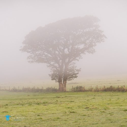 Autumn, Cumbria, lake-district, Landscape, lorton-valley, Mist, sunrise, tony-tomlinson-photography, Tree, UK