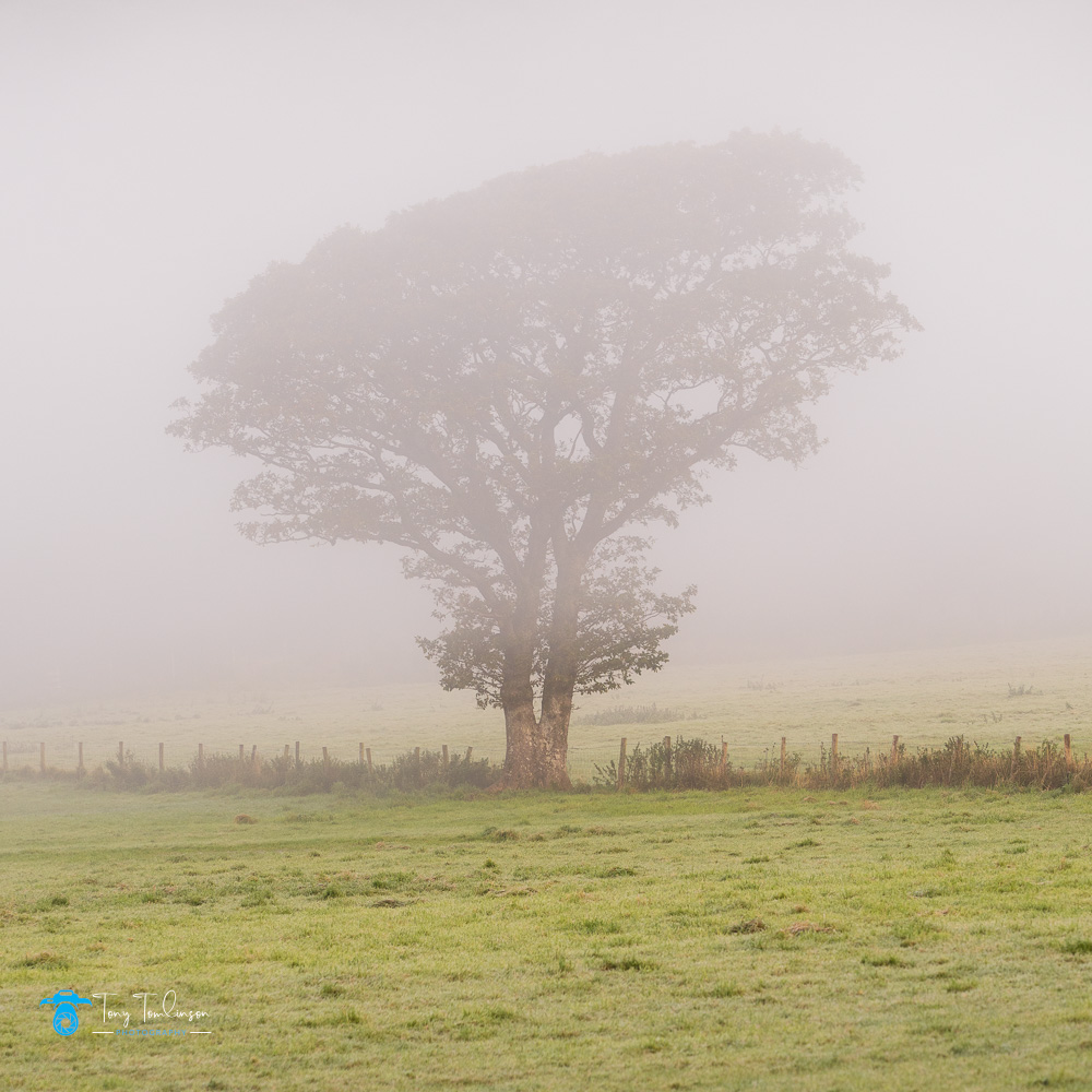 Autumn, Cumbria, lake-district, Landscape, lorton-valley, Mist, sunrise, tony-tomlinson-photography, Tree, UK