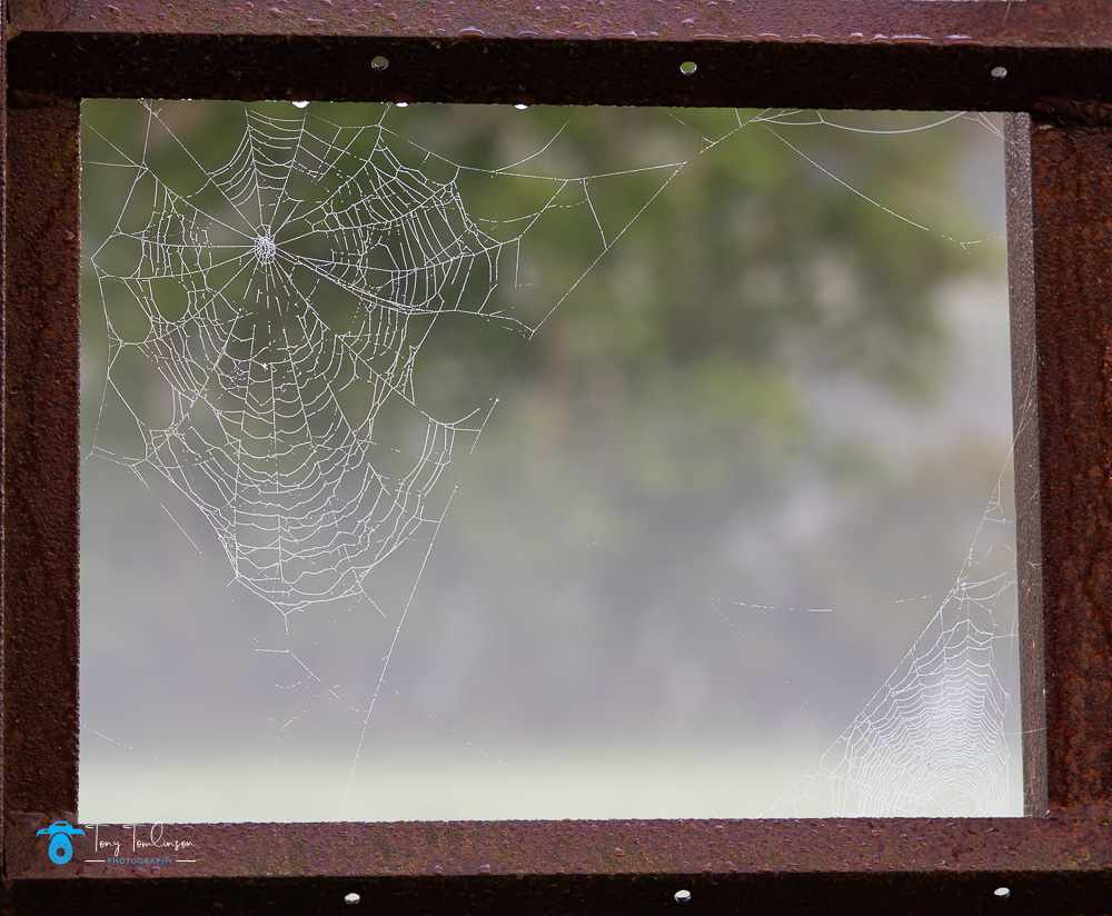 Autumn, lorton-valley, spiders-web, tony-tomlinson-photography