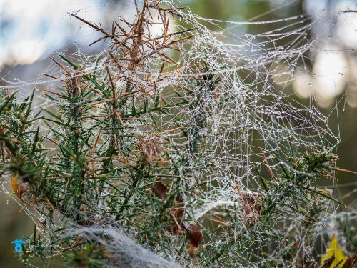 Ashness, Autumn, Borrowdale, Cumbria, hawthorn-bush, lake-district, Landscape, Mist, spiders-web, tony-tomlinson-photography, UK