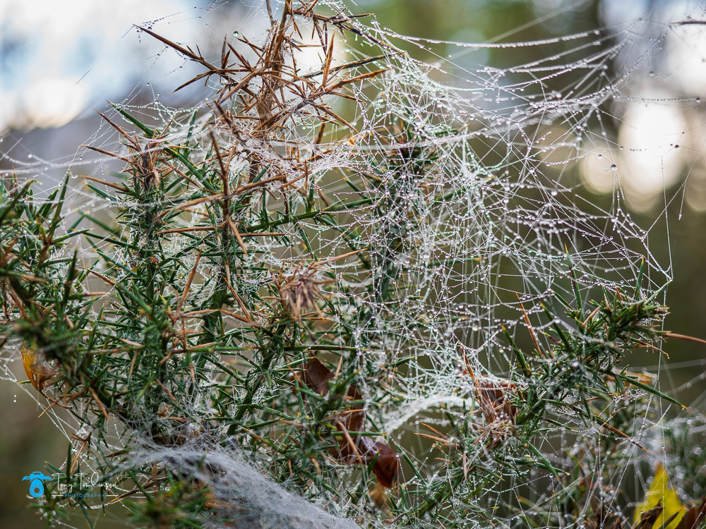 Ashness, Autumn, Borrowdale, Cumbria, hawthorn-bush, lake-district, Landscape, Mist, spiders-web, tony-tomlinson-photography, UK