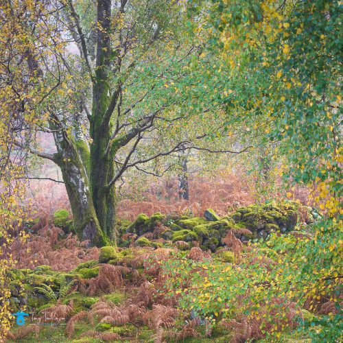 Ashness, Autumn, Borrowdale, Cumbria, lake-district, Landscape, Mist, silver-birch-tree, tony-tomlinson-photography, UK