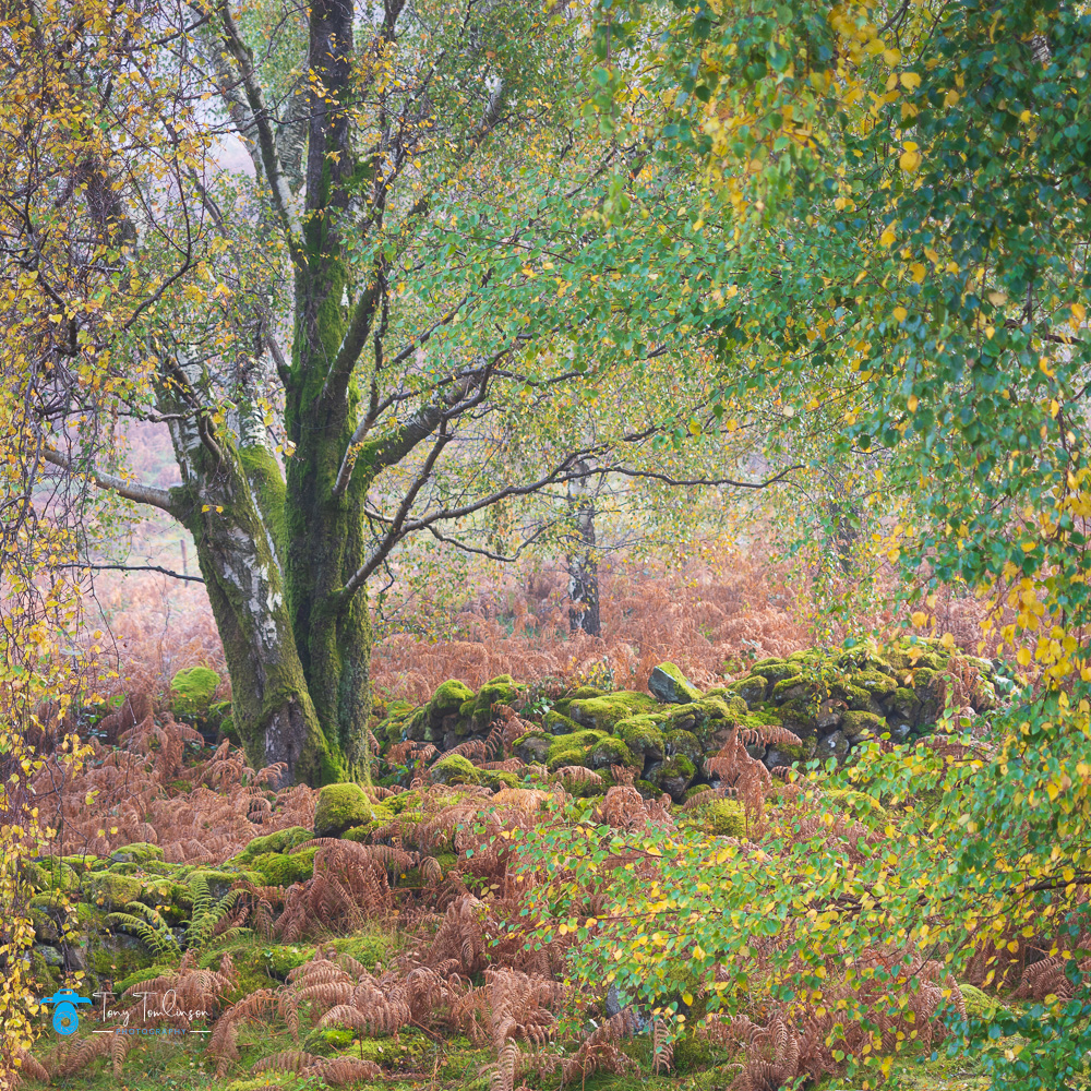 Ashness, Autumn, Borrowdale, Cumbria, lake-district, Landscape, Mist, silver-birch-tree, tony-tomlinson-photography, UK