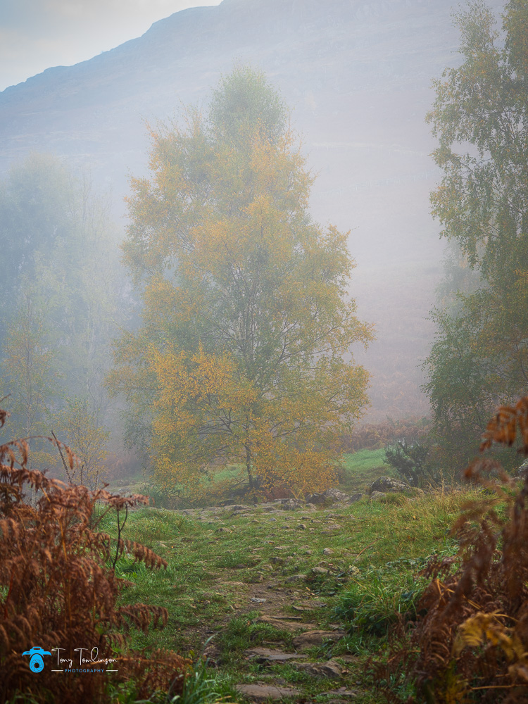 Ashness, Autumn, Borrowdale, Cumbria, lake-district, Landscape, Mist, silver-birch-tree, tony-tomlinson-photography, UK
