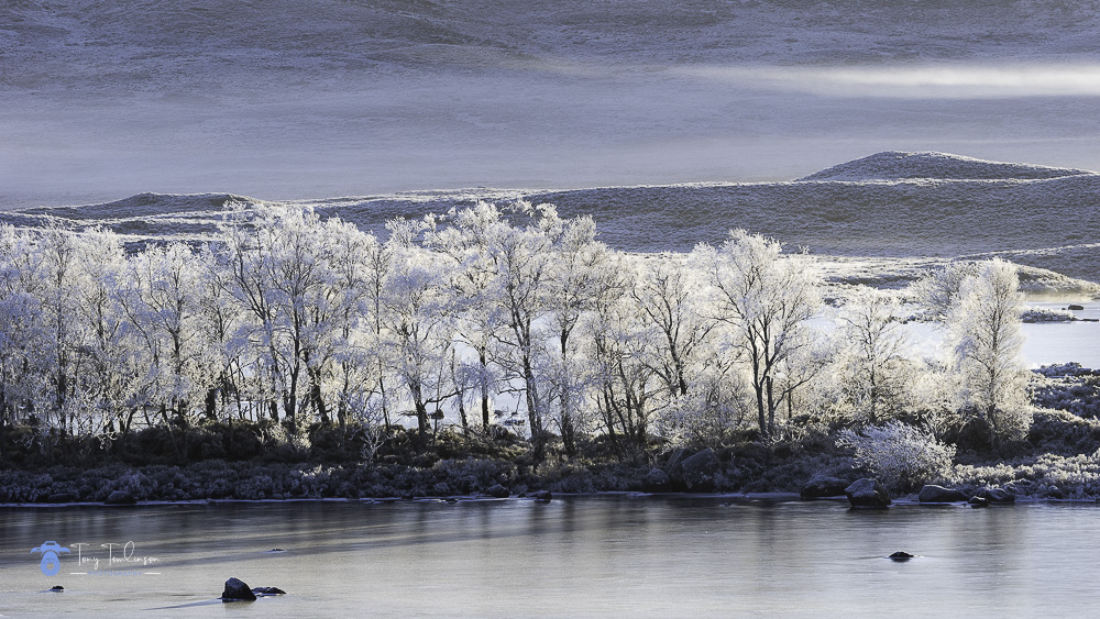 Hoar-Frost, rannoch-moor, Scotland, scottish-highlands, tony-tomlinson-photography, trees, winter