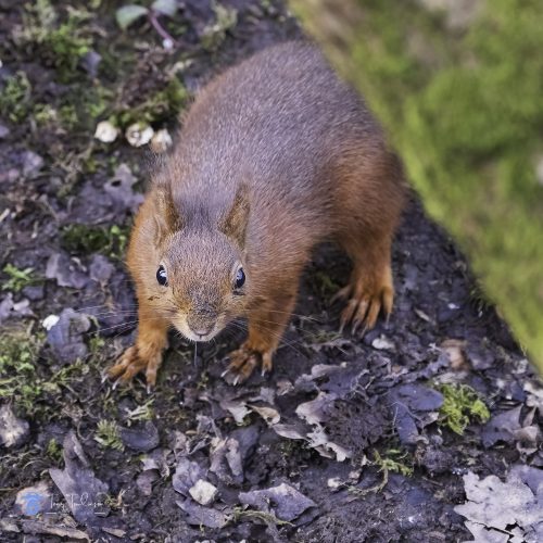 tony-tomlinson-photography, red-squirrel, wildlife, winter, cumbria, 