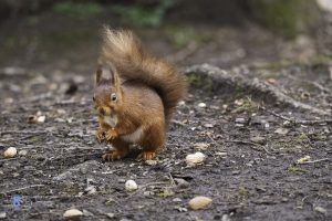 tony-tomlinson-photography, red-squirrel, wildlife, winter, cumbria,