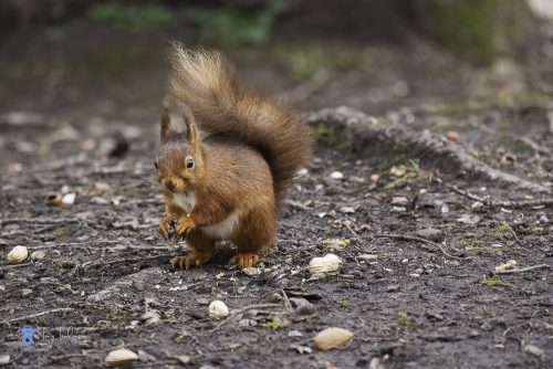 tony-tomlinson-photography, red-squirrel, wildlife, winter, cumbria, 