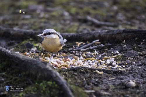 tony-tomlinson-photography, nuthatch, wildlife, winter, birds, 