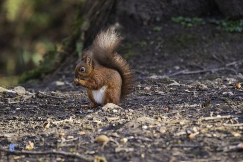 tony-tomlinson-photography, red-squirrel, wildlife, winter, cumbria, 