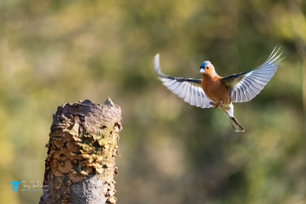 Bullfinch, tony-tomlinson-photography