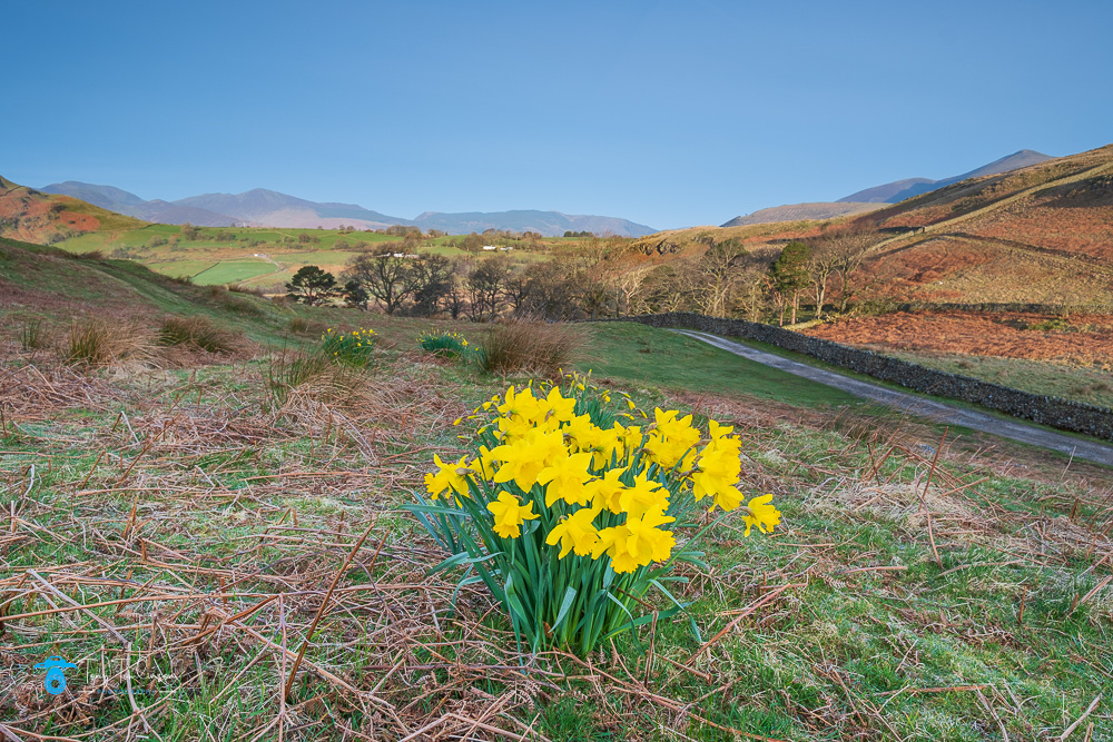 Blencathra, Cumbria, Daffodills, Lakedistrict, Landscape, Low-Rigg-Fell, Spring, sunrise, tony-tomlinson-photography