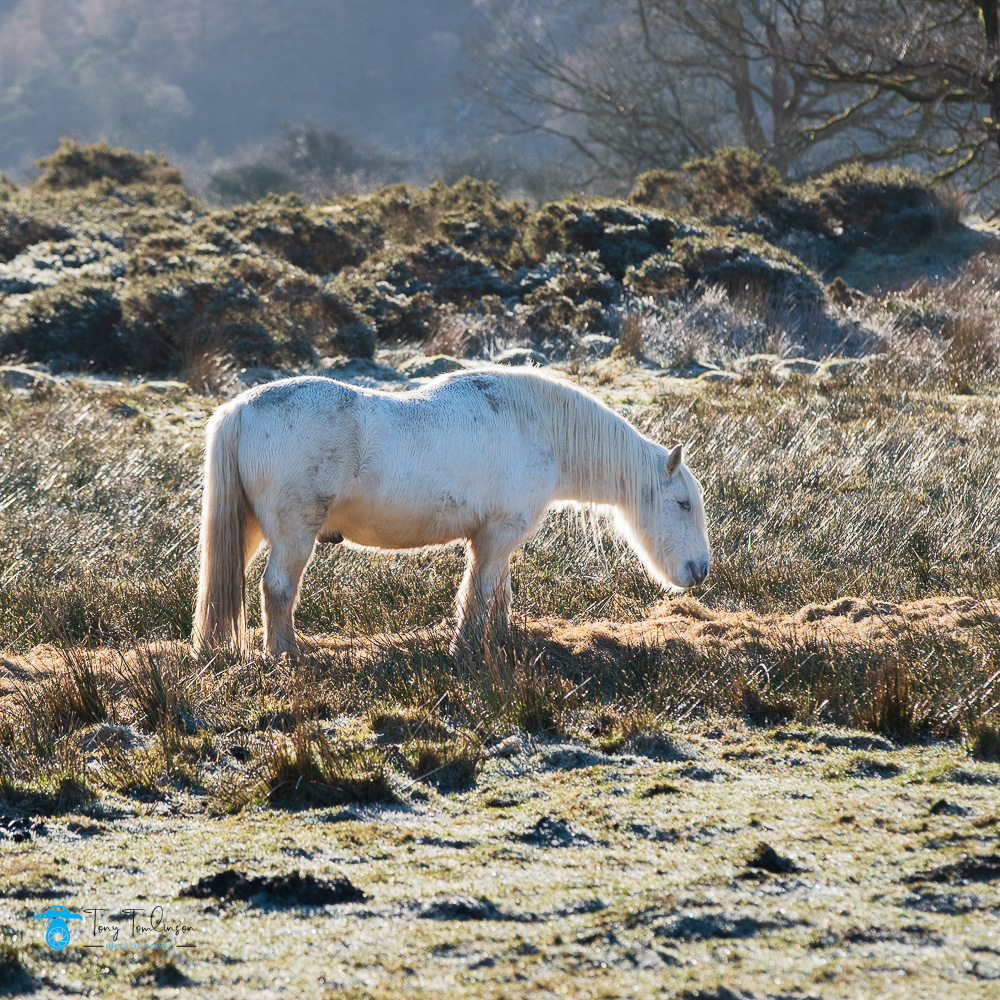 Cumbria, lake-district, Landscape, long-exposure, snow, sunrise, tony-tomlinson-photography, White-horse, winter