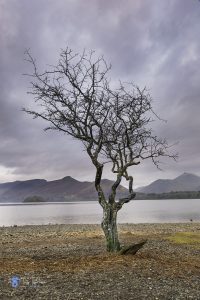 Cumbria, Derwentwater, hawthorn, Landscape, Lone-Tree, tony-tomlinson-photography, UK, winter