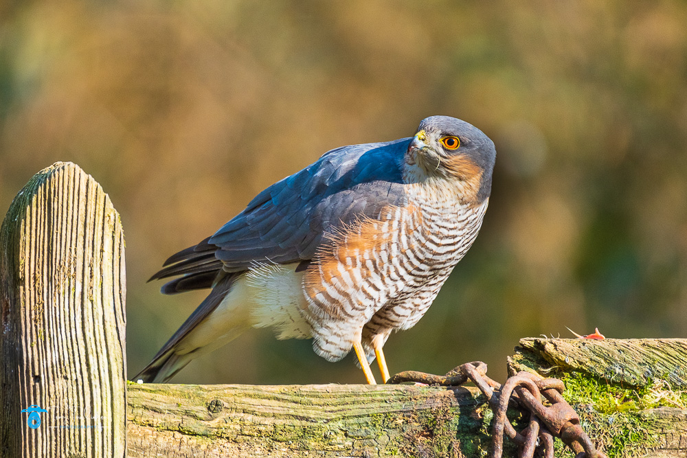 Male Sparrowhawk, tony-tomlinson-photography