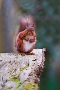 tony-tomlinson-photography, wildlife, red-squirrel,