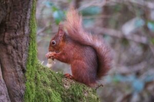 tony-tomlinson-photography, wildlife, red-squirrel,