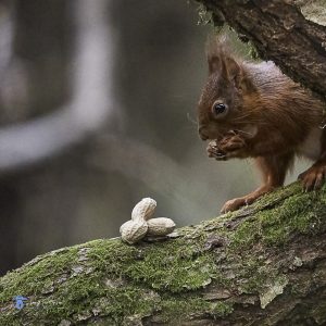 Cumbria, red-squirrel, tony-tomlinson-photography, Wildlife, winter