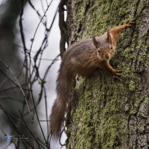 Cumbria, red-squirrel, tony-tomlinson-photography, Wildlife, winter