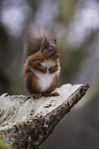 Cumbria, red-squirrel, tony-tomlinson-photography, Wildlife, winter