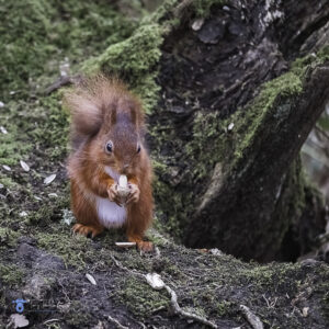 tony-tomlinson-photography, wildlife, red-squirrel,