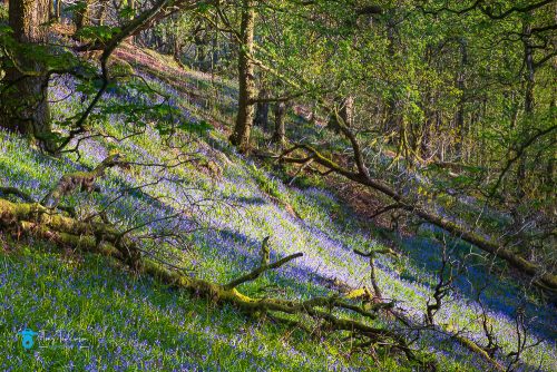 blue-bell-flowers, blue-bells, Cumbria, Grasmere, lake-district, Spring, sunrise, tony-tomlinson-photography, trees, UK